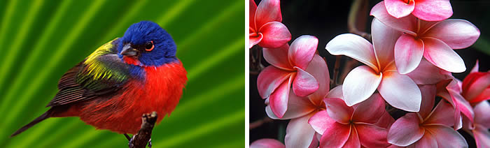 Papağan - Çiçek