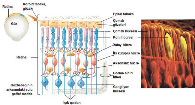 Retinadaki sinir hücrelerinin bağlantıları