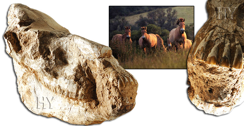 asya vahşi atı kafatası, fosil
