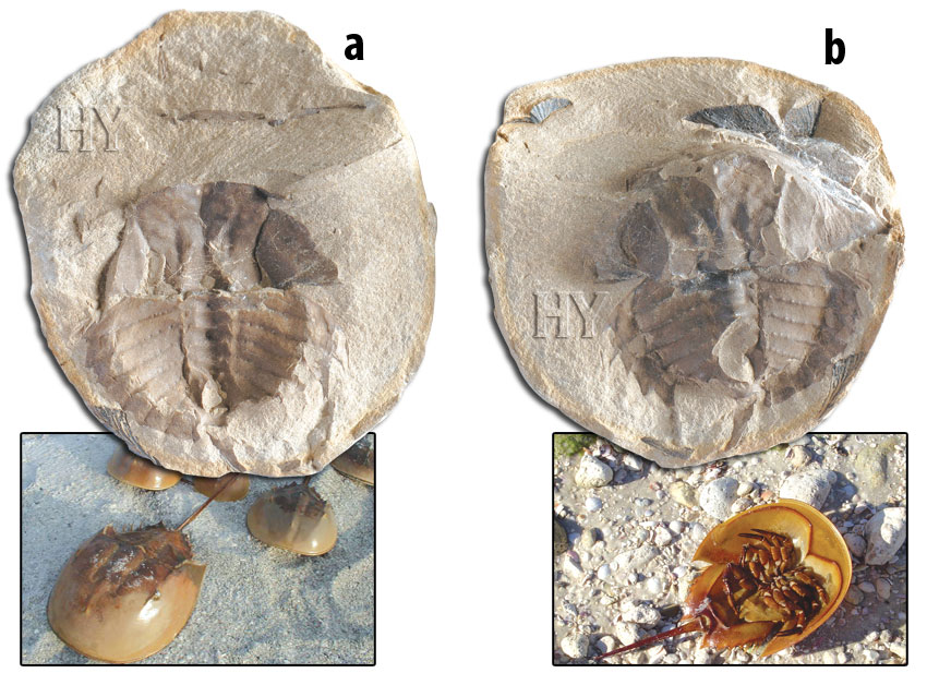 horseshoe crabs, horseshoe crab, fossil