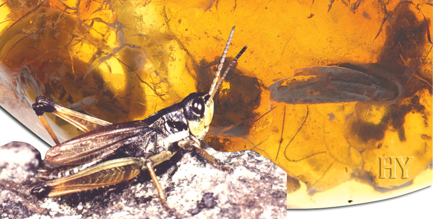 grasshoppers, grasshopper, fossil