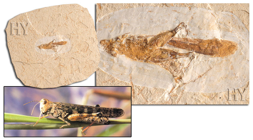grasshopper, fossil