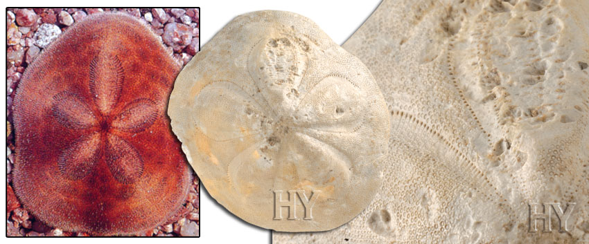 Clypeasteroida, Sand Dollar, fosil