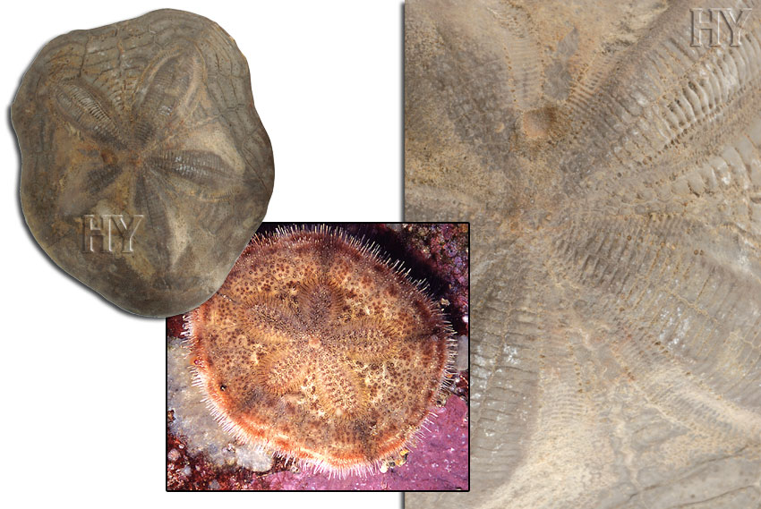 Clypeasteroida, Sand Dollar, evolution, fossil