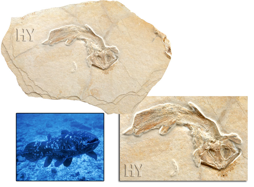 coelacanth, fossil, Evolution
