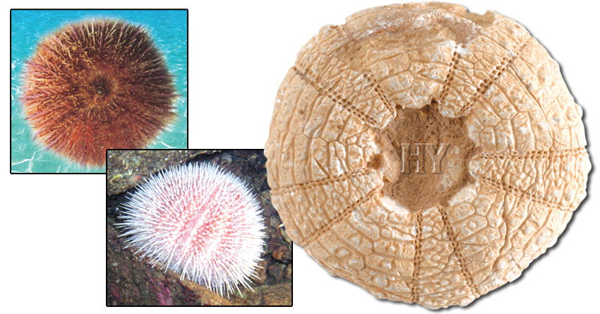 fossil, sea urchins