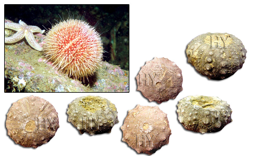 fossil, sea urchin