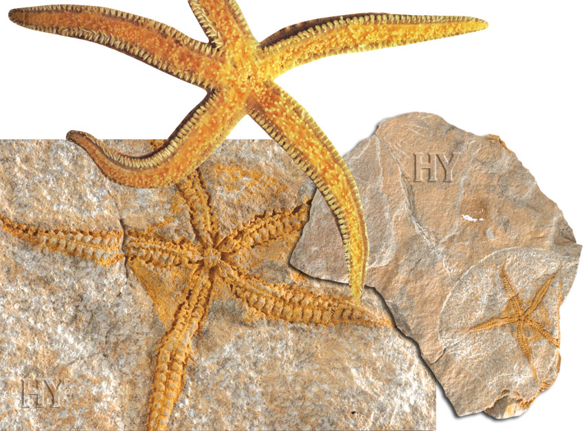 deniz yıldızı ve fosili