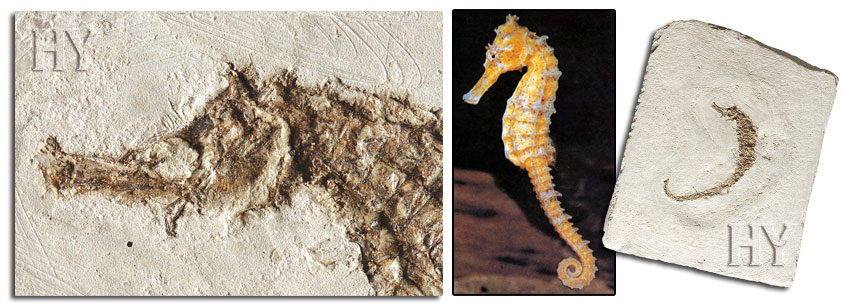 seahorse, fossil
