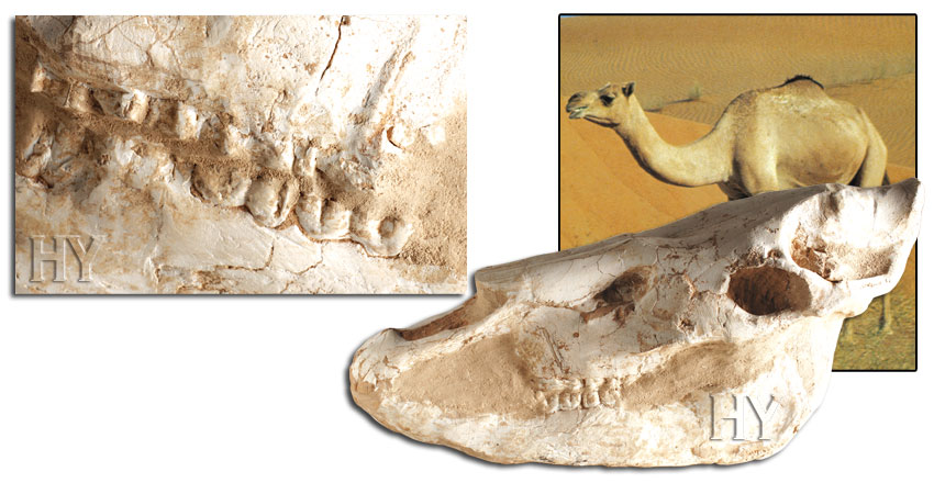 deve kafatası ve fosili