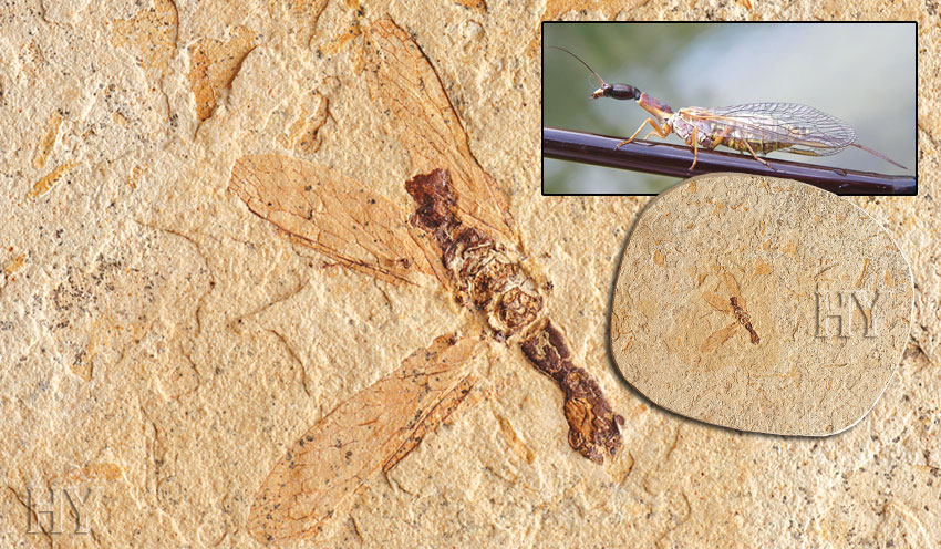 Snake flies, fossil, fly