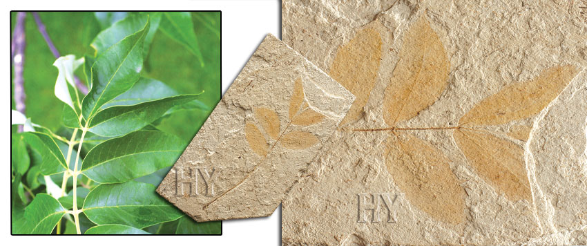 ash leaf, fossil