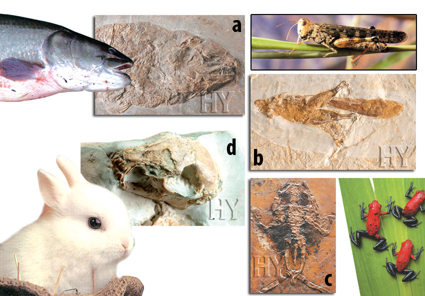 fossils, rabbit, frog, fish, grasshopper