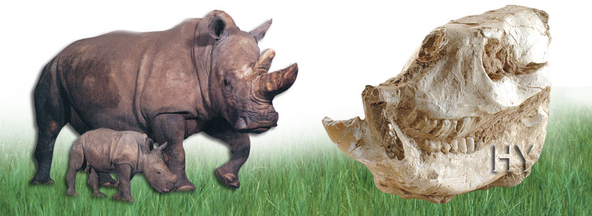 rhino skull