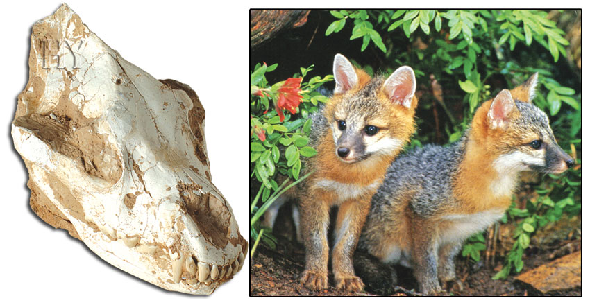 grey fox skull, fossil