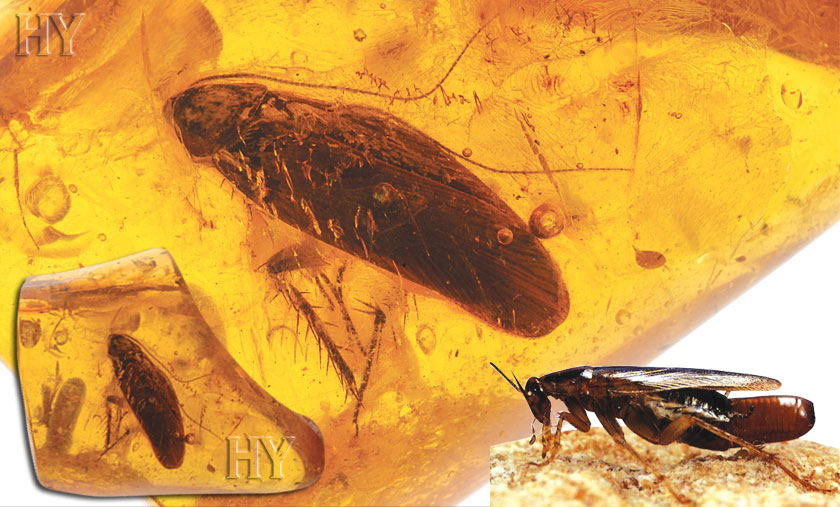 cockroach, fossil