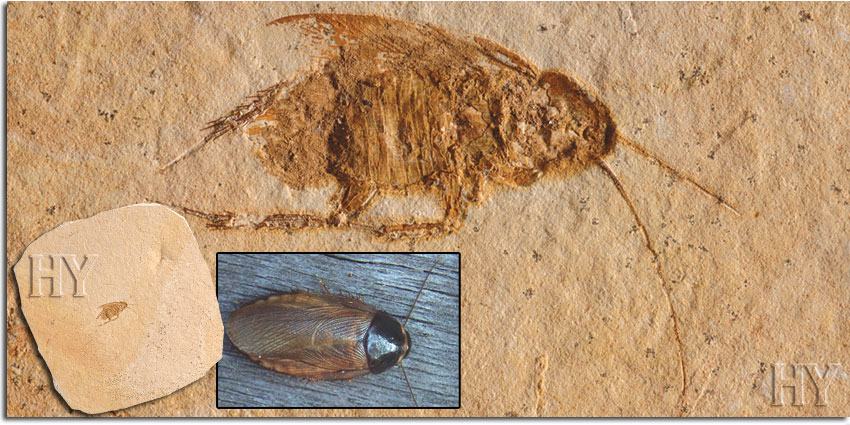 cockroaches, theory of evolution, fossils