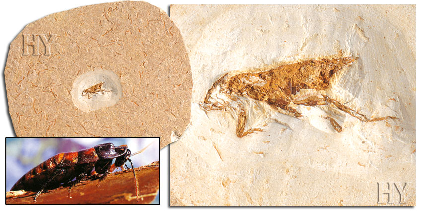 fossil, cockroaches, theory of evolution, fossils
