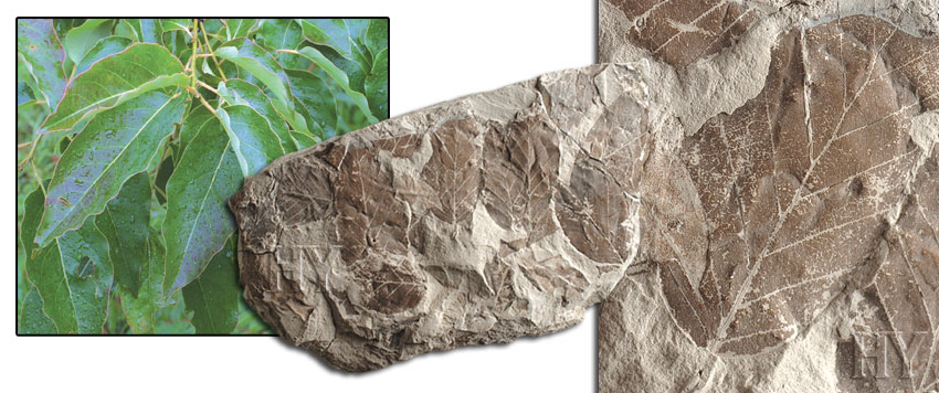hurma yaprağı ve fosili