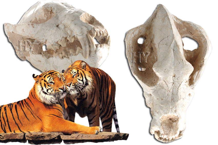 kaplan kafatası ve fosili