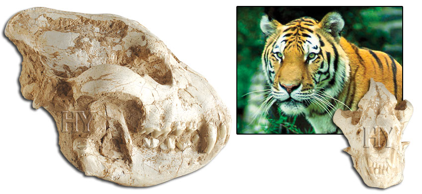 tiger skull, fossil
