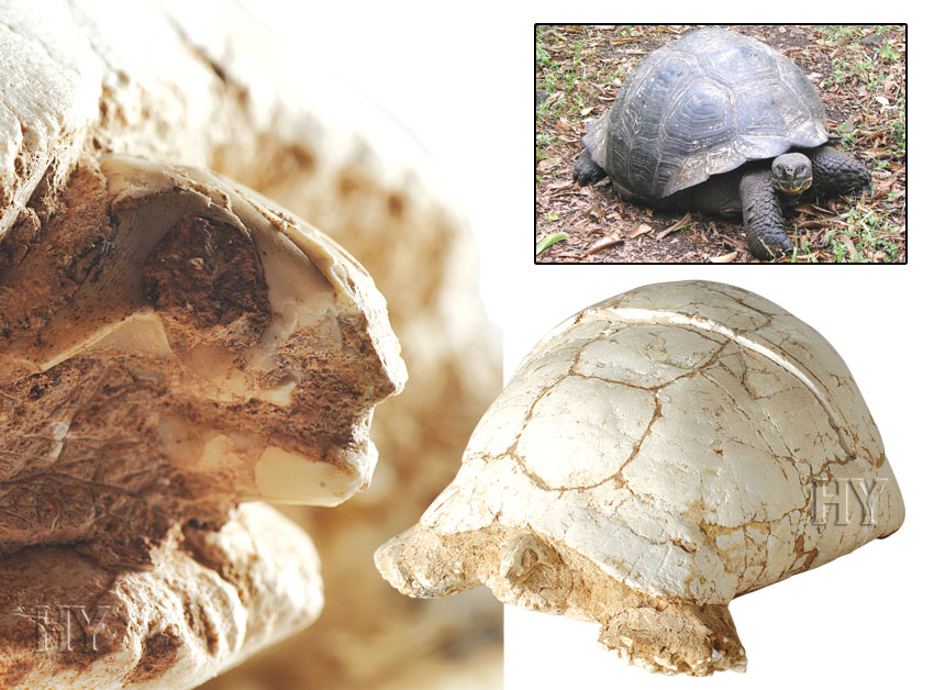 kaplumbağa ve fosili