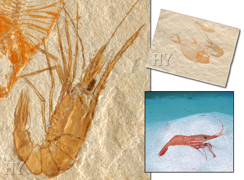 Arthropoda, shrimp, fossil 