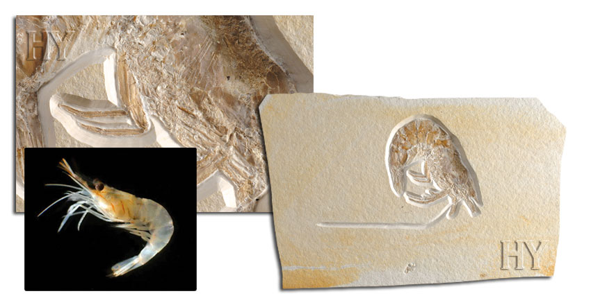 Shrimp, fossil
