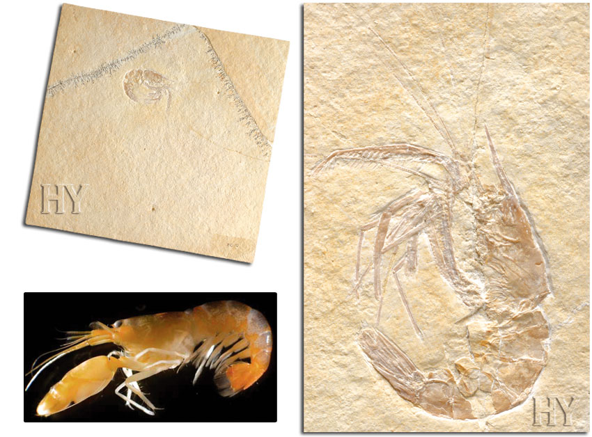 fossil, shrimp