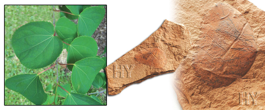 katsura, tree, leaf, fossil