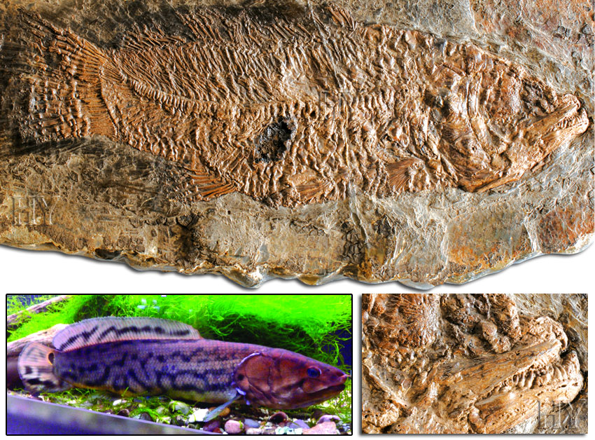 Bowfin, fish, fossil