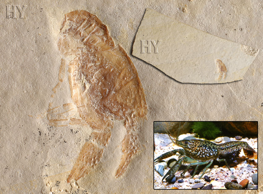 Crayfish, fossil