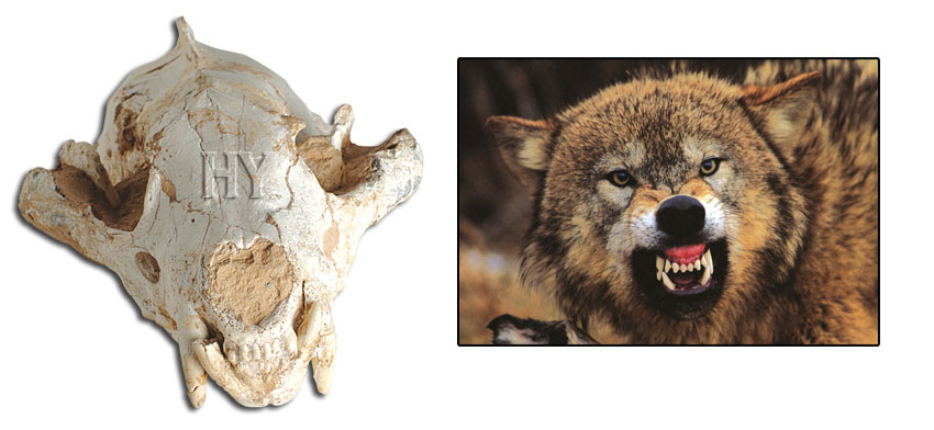 wolf skull, fossil