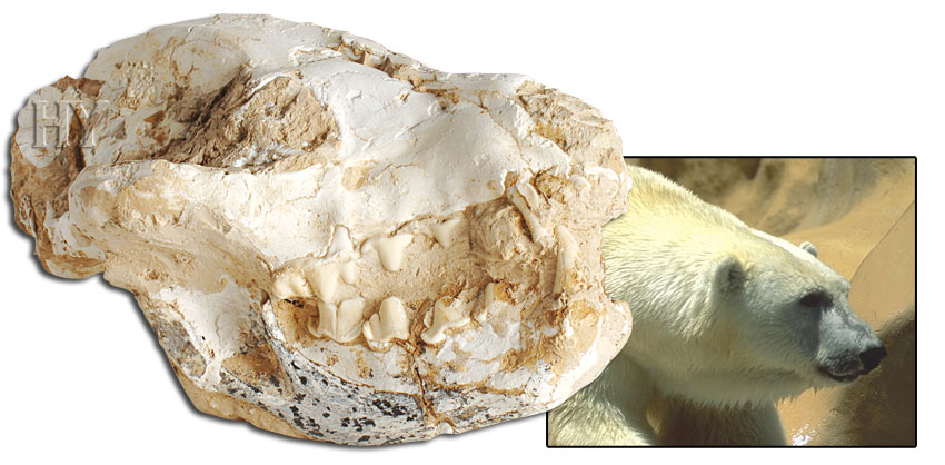 polar bear, skull, fossil