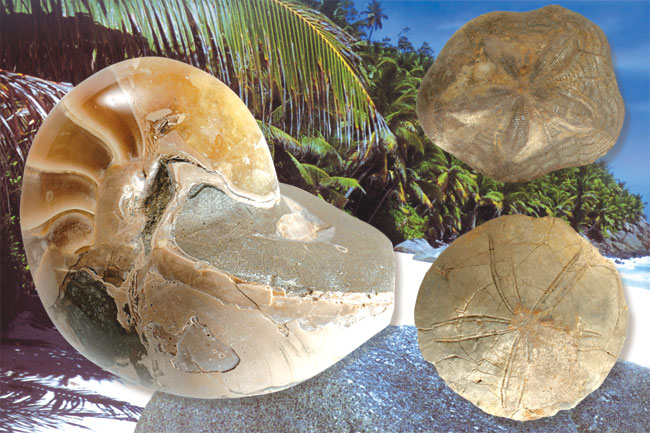 nautilus, Sand dollar, fossils
