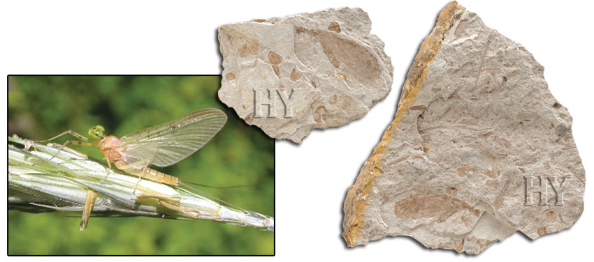 mayflies, mayfly, Fossils