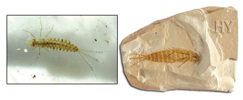 mayıs sineği larvası ve fosili
