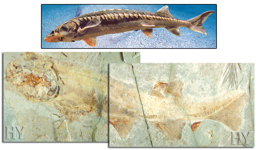 fossil, sturgeon, evolution