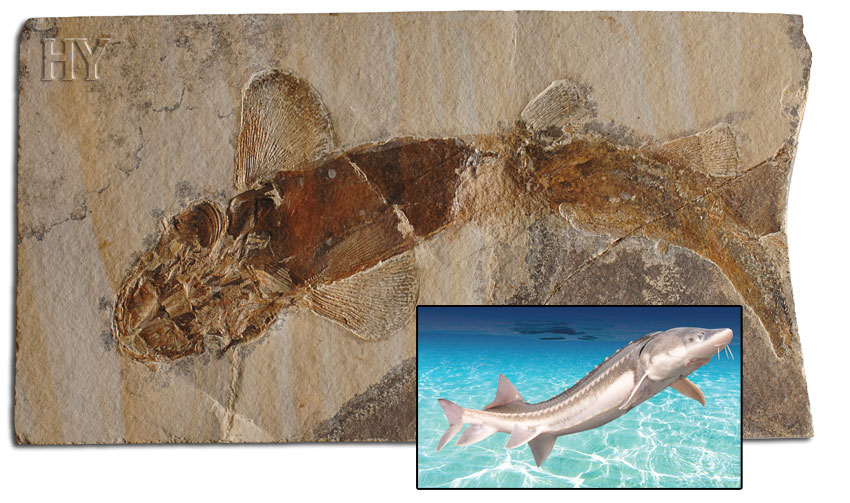 mersin balığı ve fosili