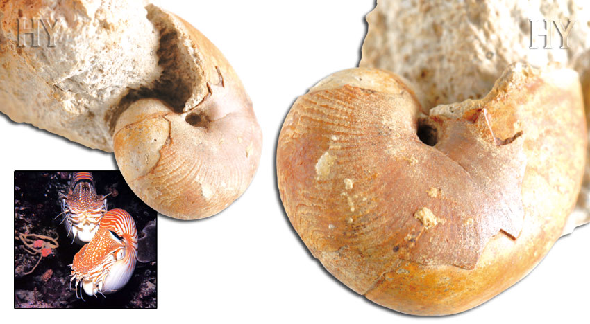 nautilus, fossil