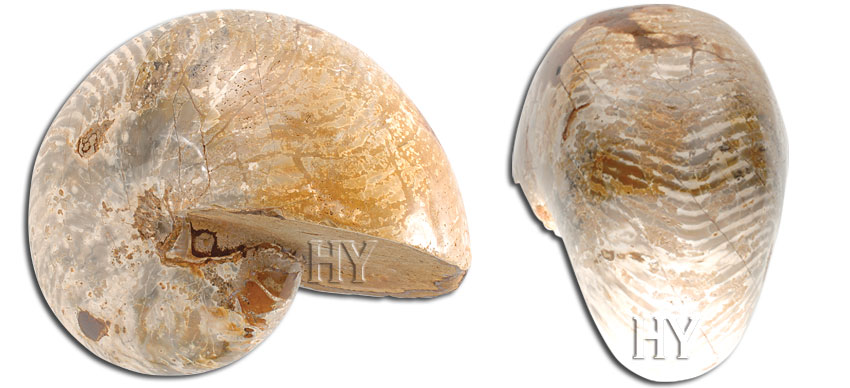 Nautilus, fossil, evolution