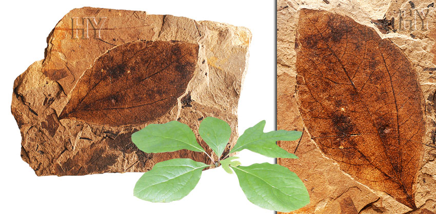 sassafras, leaf, fossil