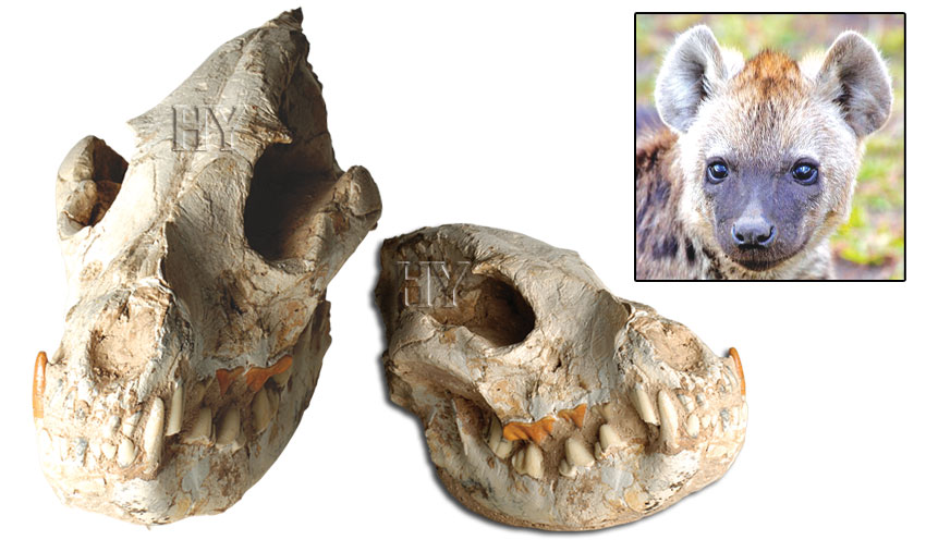 hyena, skull, fossil