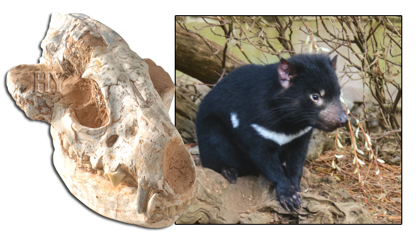 tasmanian devil, fossil, skull