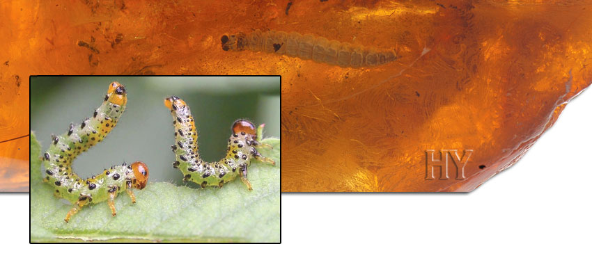Caterpillars, Caterpillar, fossil, evolution