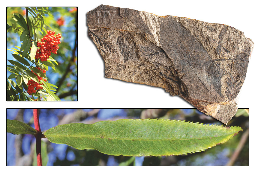 Mountain ash trees, leaf, fossil