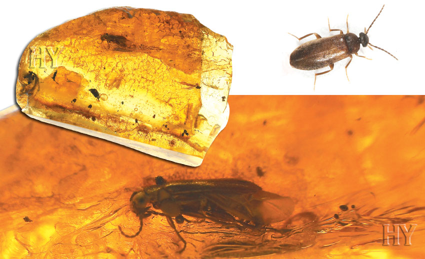 fossil, false flower beetle, Scraptiidae