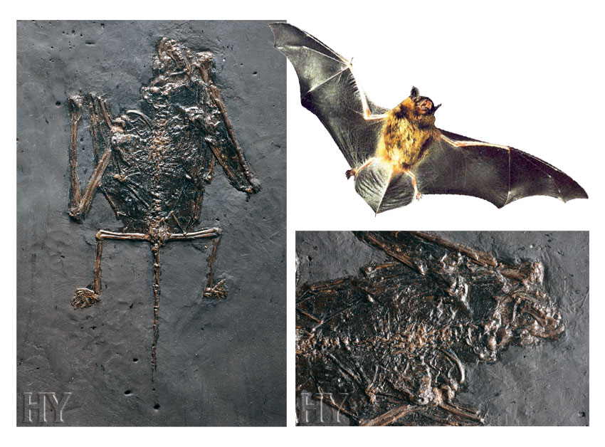 bats, bat, Fossil