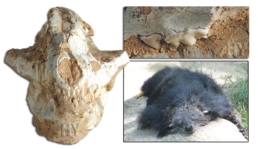 binturong, fossil, skull