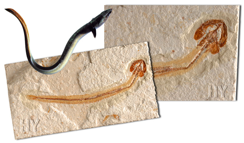 eel, fossil